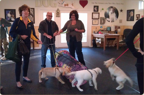 Puppy class held in the climate controlled indoor training studio