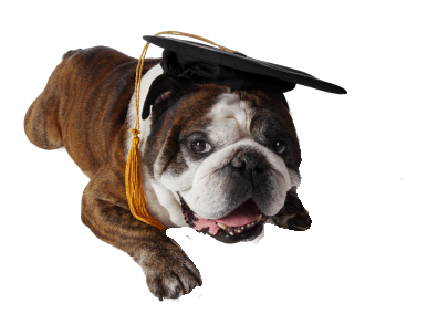 dog_graduate